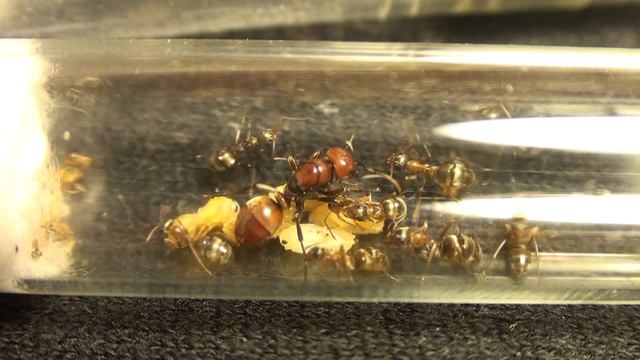 Polyergus Rufescens жизнь в пробирке
