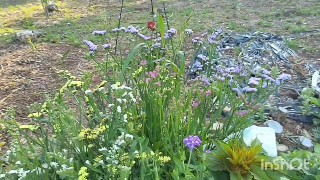 Дача. Первый урожай,обзор огорода и цветников в средине июля.