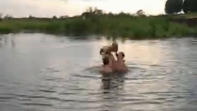НЕУДАЧНЫЙ ПРЫЖОК В ВОДУ