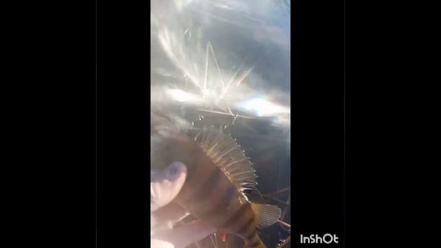 Один день из жизни Паши-пчеловода?