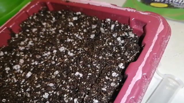 Выращиваем петунию из семян