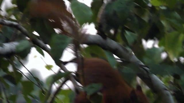 Берёзовые серёжки для бельчат? / еда для БЕЛОК ?️?