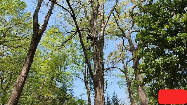 Tree Climbing Championship. MAC-ISA. Free Family Event. Virginia USA. Arboleros Hispanos