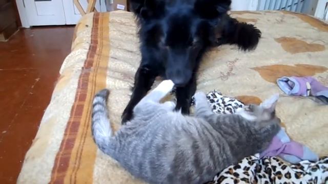 Песик Майкл и котенок Томас