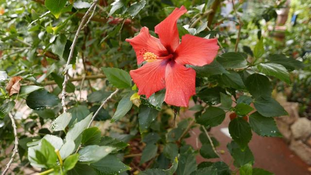 Finding My Favourite Tropical Plants In UK | Balloon Vine Or Love In A Puff | முடக்கற்றான் கீரை.
