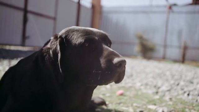 ОДИН ДЕНЬ ИЗ ЖИЗНИ ЩЕНКОВ ЛАБРАДОРА
