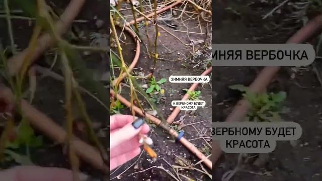 Верба☺️ #верба #вербноевоскресение #праздник #растение #gardening #дом #красотаприроды