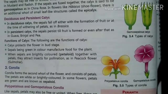 Chapter 3 Flower Biology Class 9th ICSE Explanation