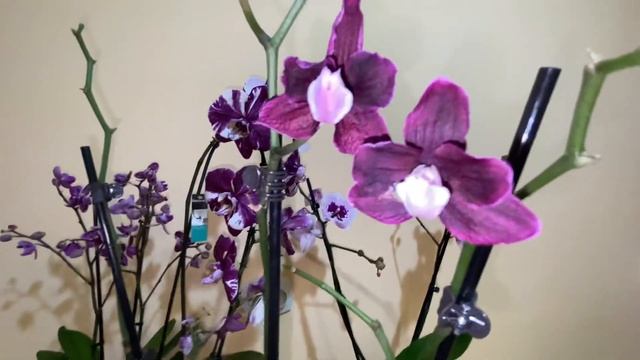 Ade835a822aa59f18c7c7d130cf8488a