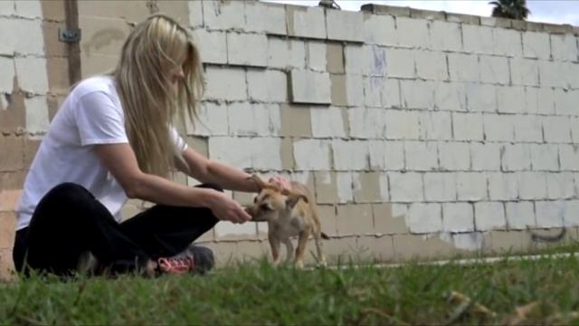 Пес боялся хозяина и был готов спрыгнуть с балкона. Но произошло Невероятное!