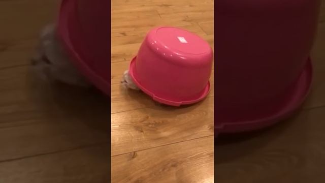 Живая шляпа