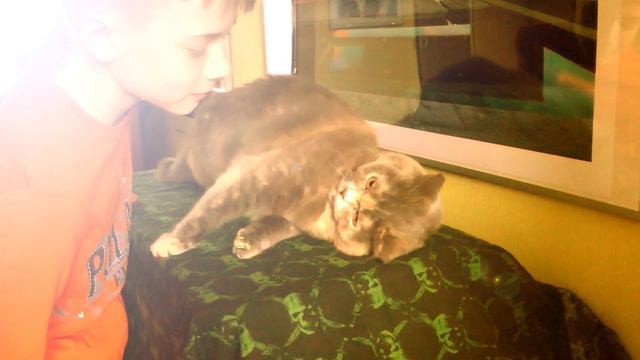 МЫ ЭХО  - Кошек не любит только тот, кто еще не встретил свою кошку. (приступ нежности у моей кошки