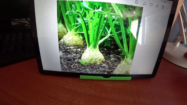 Сельдерей. Интересные факты