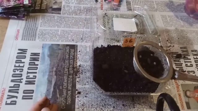 Многолетние цветы на рассаду. Первые всходы