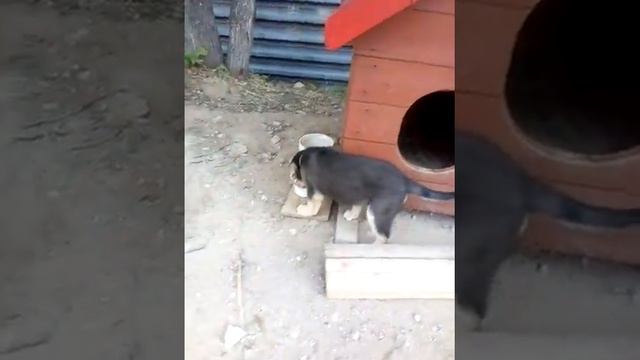 Мои собаки #3 финал