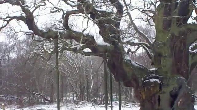 Velho Carvalho - Floresta De Sherwood