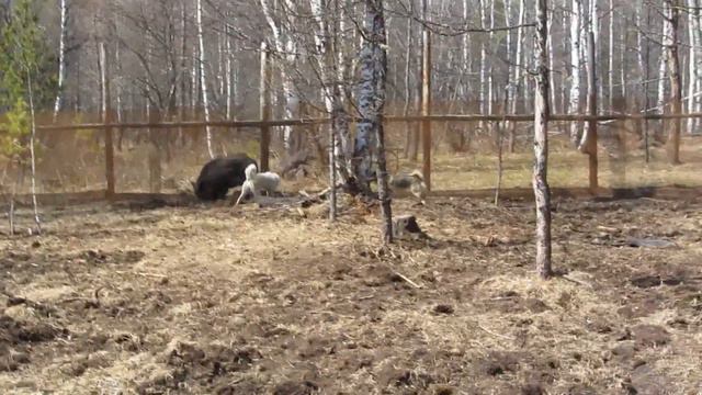 Притравка по кабану Дружок и Белка