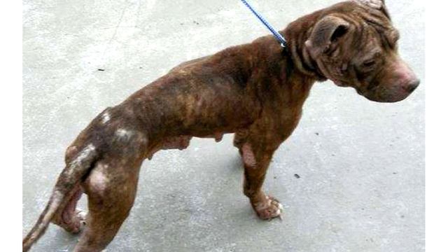 The Dog Was Put In A Bird Cage And Left Alone On The Street