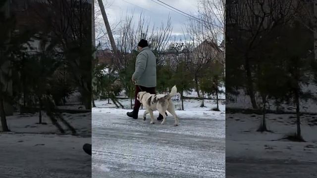 Щенок алабай девочка Мадж , 5,5 месяцев, ждём владельца