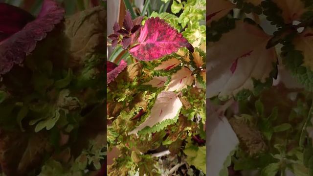 Красивые Колеусы 🌱 Beautiful Coleus
