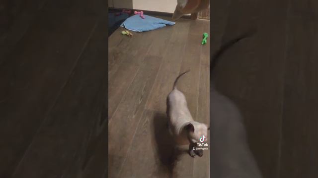 Bc078fe1f9ca3c88e1ede22e3dfb3edb