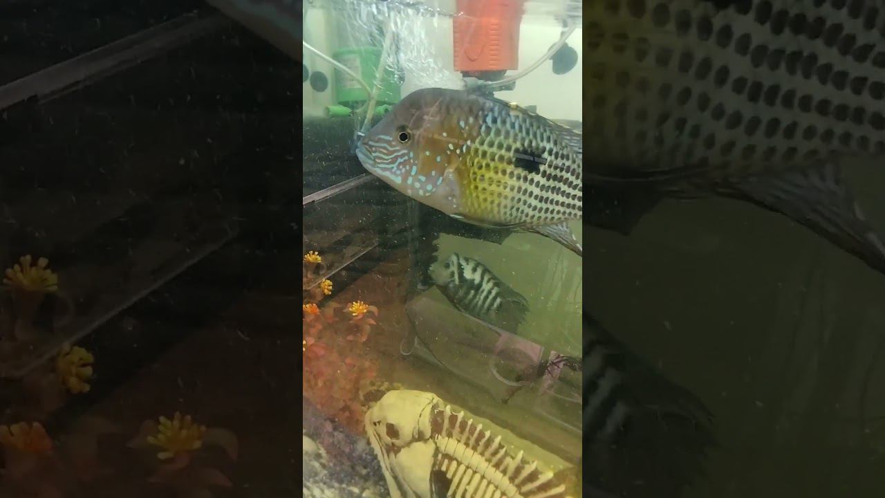 Наш Наполеон. Акара Бирюзовая. #aquariumshow #aquarium #aqua