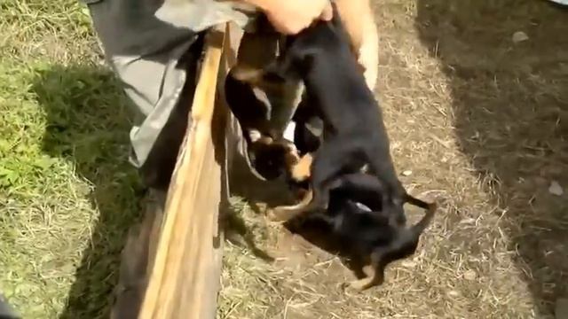 Беспощадные терьеры