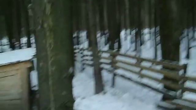 Натаска 7 месячного щенка РЕЛ по кабану