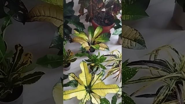 3f028ebcead131cc6756d1c316543044