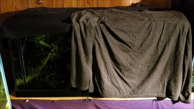 Сине-зеленые водоросли в аквариуме - как бороться?