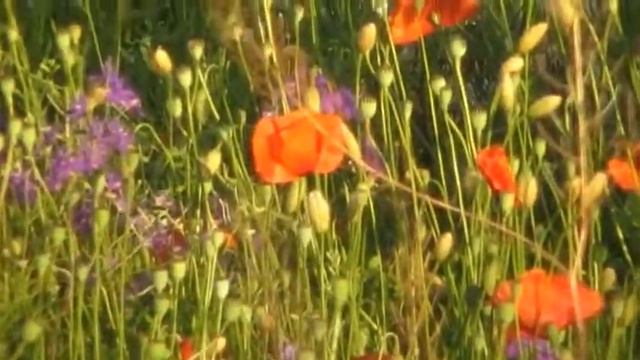 A536936ad7e2d1cd560dd8288dfe0036