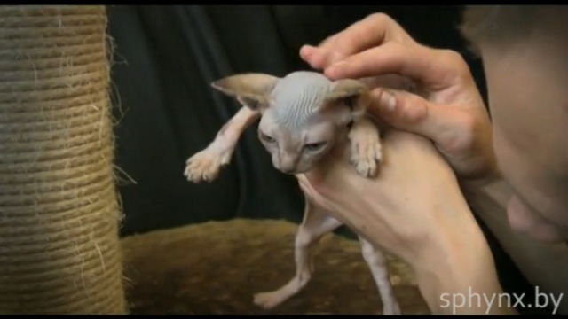 Нашел хозяев: Котенок канадского сфинкса = E-1 = от Sphynx-Energy				