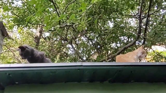 D2700ab73f52eaf21c3b23bcf75ceddf