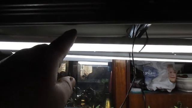 Крепкая рассада перца в комнатных условиях Сделайте как мы и все получится