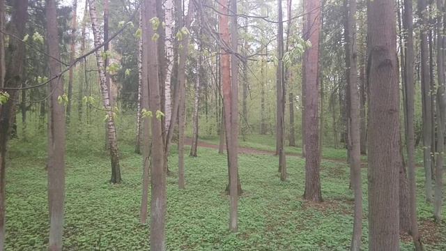 Весенние звуки природы. Часть 1