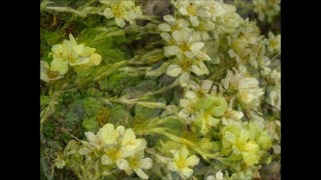 Au Jardin Des Plantes à Paris Fin Mars