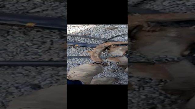 0c7e3011b55fc23fd781d7aae3fac20a