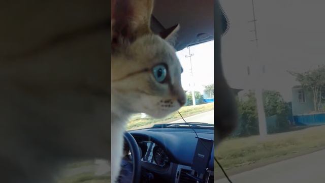 кошке полгода #тайская кошка