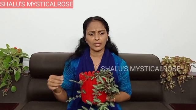 HANGING PLANTS/FLAME VIOLET/EPICIA/REPENS/BABY TEARS/COMBO OFFER/LOW COST PLANTS/EASY CARE PLANTS