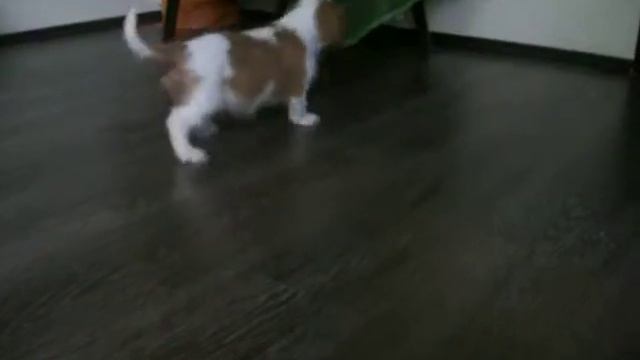 Мальчик Кавалер  1