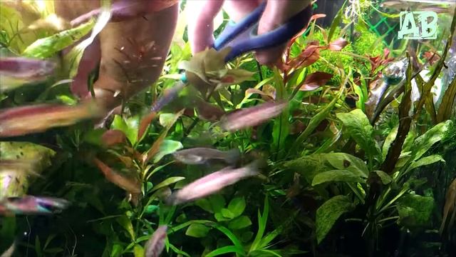 Посылка с  аквариумными растениями которые настригли Александру с Торецка!