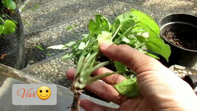 Perbanyakan Syngonium Mini #syngonium #berkebun #syngoniummini #dwarfarrowheadvine