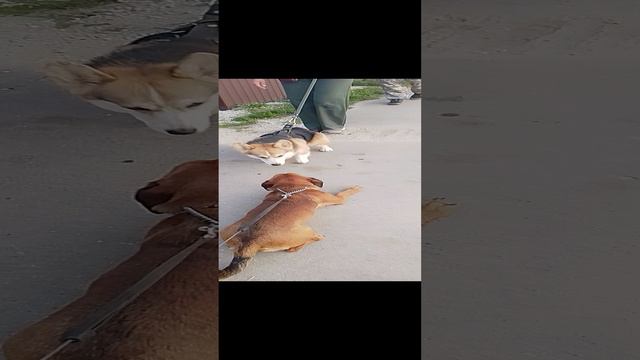 Дорги и Корги