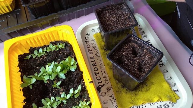 Пикируем Эустому и стимулируем её быстрый рост...