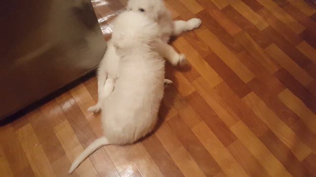 Детки Мареммы разносят дом )