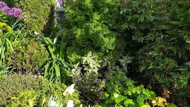 Первые дни лета в саду. Раннецветущие клематисы.
