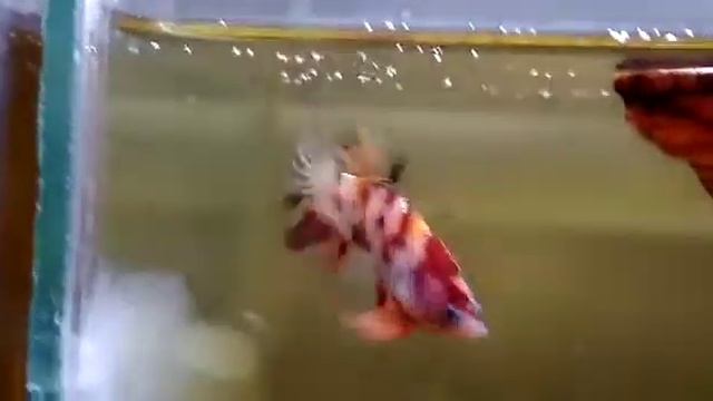 Si Dot-dot Kayak Anjing Dalmatian !! Plakat Koi Dot Dot Betta Fish
