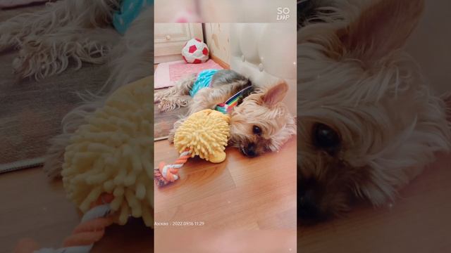 Максюша, ты был самым верным и лучшим другом...😭😭😭 Вечно в памяти и сердце...🙏🙏🙏