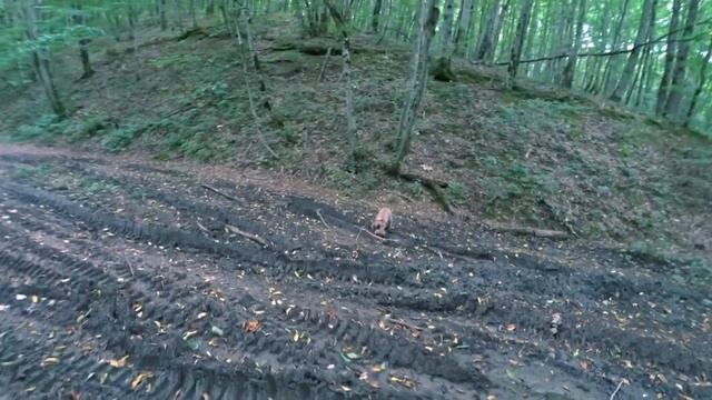 Первая ночь в лесу в палатке! поход на водопады, каньёнинг, собака скалолаз, Каверзинские водопады