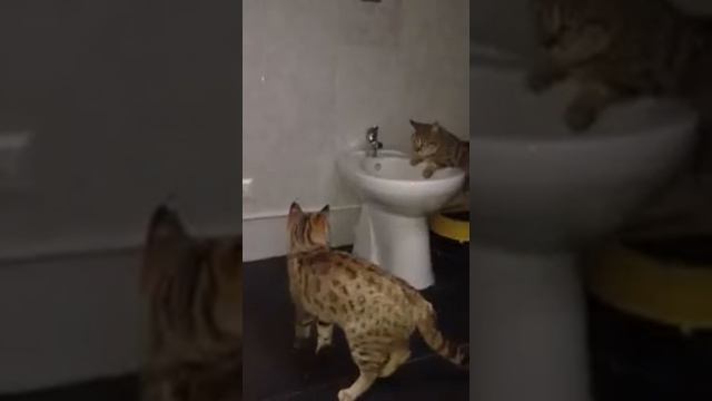 Котята Саванна F3, 8,5 месяца
